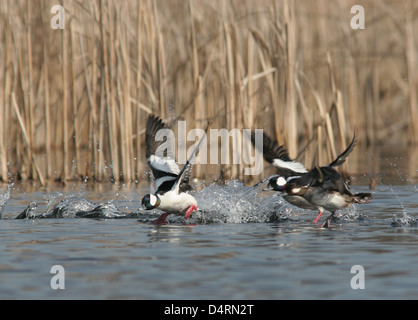 Bufflehead Enten fliegen in überfluteten Bauernhof Feld Mais Ohio Stockfoto