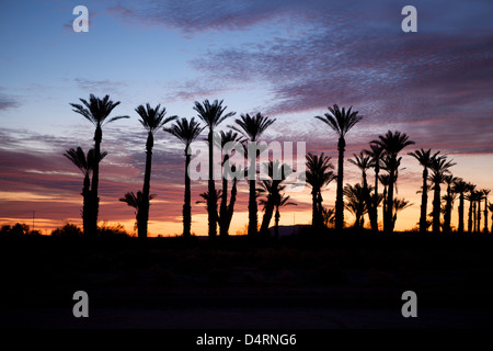 California Wüste Sonnenaufgang Silhouette Palmen Stockfoto