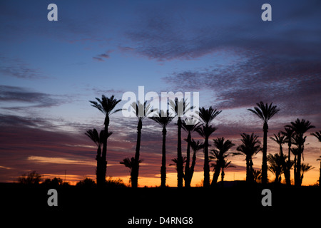 Sonnenaufgang in der Wüste mit Palmen Stockfoto