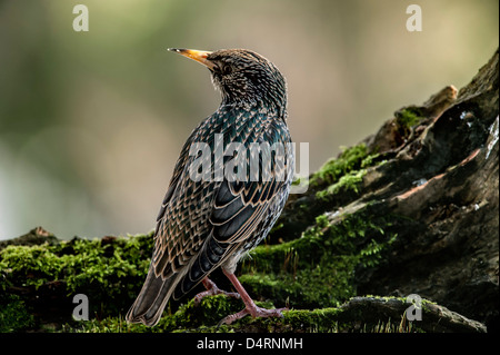 Gemeinsamen Starling / Europäische Star (Sturnus Vulgaris) thront auf Baumstumpf im Frühjahr Stockfoto