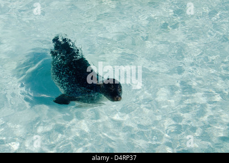 Versiegeln von Seelöwen schwimmen in einem Pool, Island Stockfoto