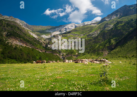 Rinder und Pferde weiden eine Wildblumenwiese in Llanos De La Larri, in den Pyrenäen von Huesca Provinz, Aragón, Spanien Stockfoto