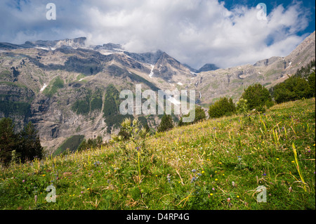 Wildblumenwiese in Llanos De La Larri, mit Blick auf Monte Perdido in den Pyrenäen von Huesca Provinz Aragón, Spanien Stockfoto