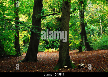 Ein Blick auf Burnham Beeches im Herbst Stockfoto
