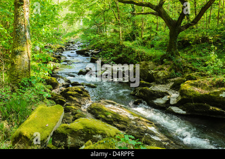 Die Ost-Lyn-Fluss fließt durch Barton Holz in Exmoor im Frühjahr in der Nähe von Rockford, Devon, England. Stockfoto