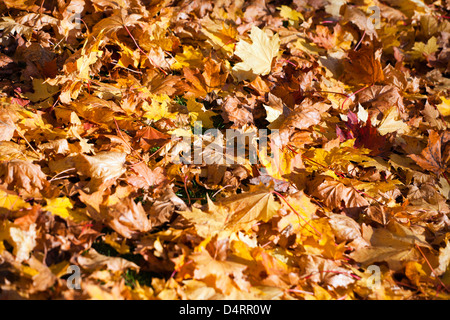 FLACHEN FOKUS BILD DES GEFALLENEN HERBST BLÄTTER Stockfoto