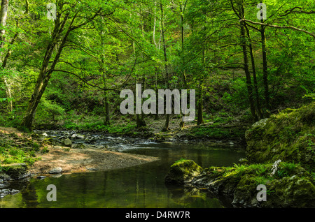 Die Ost-Lyn-Fluss fließt durch Barton Holz in Exmoor im Frühjahr in der Nähe von Rockford, Devon, England. Stockfoto