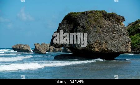 Erodiert zerklüftete Felsformationen in Bathsheba, Osten Mantel von Barbados, Karibik, West Indies Stockfoto