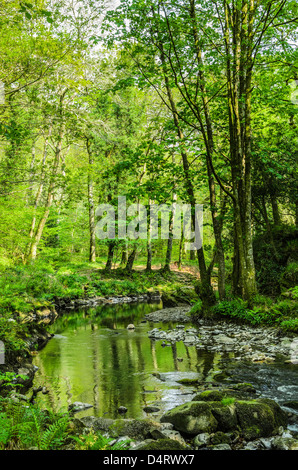 Die Ost-Lyn-Fluss fließt durch Barton Holz in Exmoor im Frühjahr in der Nähe von Rockford, Devon, England. Stockfoto