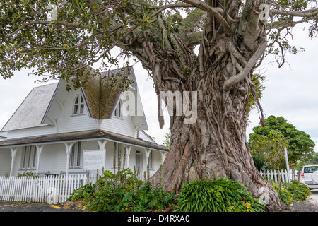 Historic Moreton Bay Feigenbaum (Ficus Macrophylla), Russell, Bay of Islands, Northland, Nordinsel, Neuseeland. Stockfoto