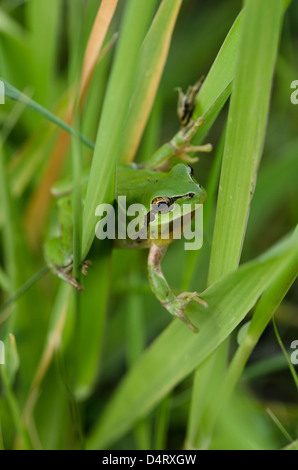 Mittelmeer-Laubfrosch oder Stripeless Laubfrosch, Hyla Meridionalis, Andalusien, Spanien. Stockfoto