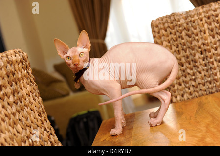 Sphynx Katze auf dem Tisch. Reinrassige Katzen Katze Großbritannien UK Stockfoto