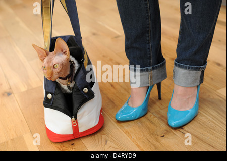 Verwöhntes Haustier eine Sphynx Katze in der Tasche mit weiblichen Besitzer. Reinrassige Katzen Katze Großbritannien Stockfoto