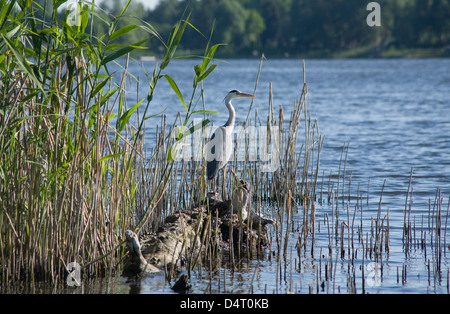 Brandenburg / Havel, Deutschland, ein Graureiher am Ufer der Havel Stockfoto