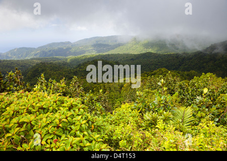 Morne Trois Pitons National Park auf der kochenden Seen-Wanderung, Dominica Stockfoto