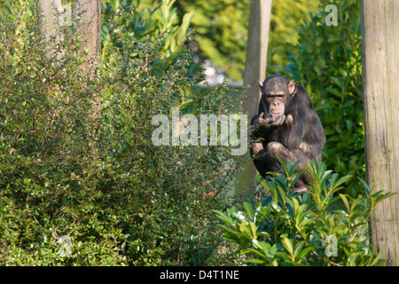 Schimpanse saßen in der Sonne in einem zoo Stockfoto