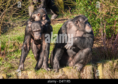 Schimpansen saßen in der Sonne in einem zoo Stockfoto
