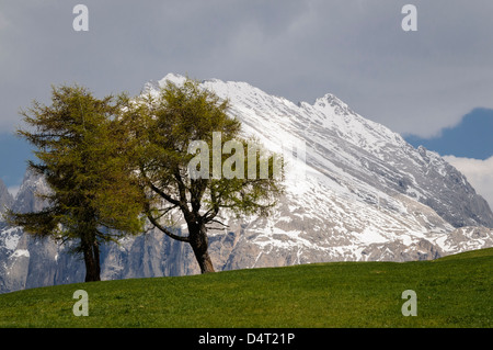SEIS Alpen, Trentino Alto Adige, Italien. Alpe di Seiser., im Frühjahr. Stockfoto