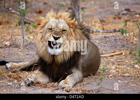 Botswana, Savute. Löwe, Knurren in Savute, Chobe National Park. Stockfoto