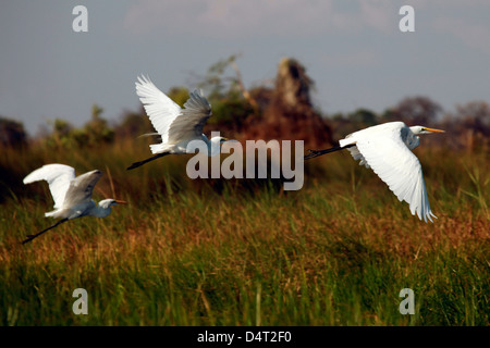 Botswana Okavangodelta. Silberreiher im Flug über das Okavango. Stockfoto