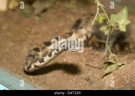 Albuquerque: American International Rattlesnake Museum Stockfoto