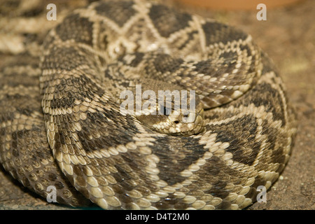 Albuquerque: American International Rattlesnake Museum Stockfoto