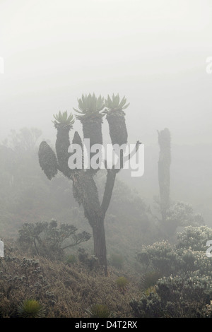 Seen und Senecios Bestände im Nebel am Lac du Speke, Ruwenzori, Afrika Stockfoto