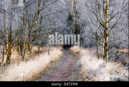 Winterfrostbäume und Gräser Ansons Bank auf Cannock Chase Gebiet von außergewöhnlicher natürlicher Schönheit in Spring Staffordshire Stockfoto