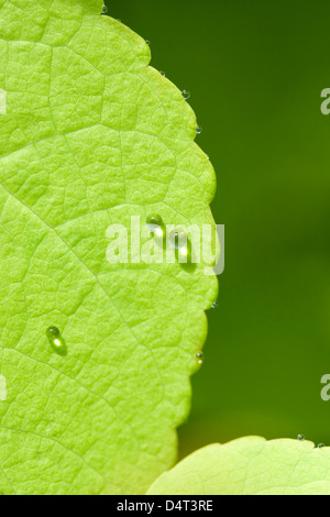 Wassertropfen auf neu entstanden Blatt von Katsura Baum (Cercidiphyllum Japonicum) Stockfoto