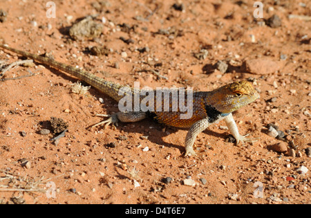 Desert Spiny Lizard (sceloporus magister), erwachsenes Männchen, das sich auf sandigen Boden aufwärmt, Grand Staircase Escalante National Monument, Utah, USA Stockfoto