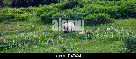 Weibliche (Sow) Grizzlybär (Ursus Arctos Horribilis), mit jungen, Sable Pass, Denali National Park, Alaska, USA Stockfoto