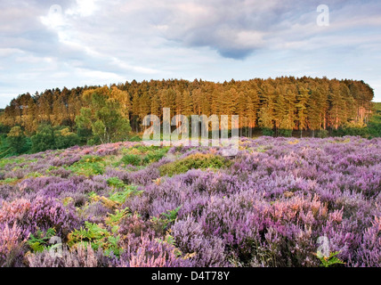 Weg über Heather in Blüte Heide Hügel Blick Richtung Sherbrooke-Tal im Sommer Cannock Chase Country Park AONB UK Stockfoto