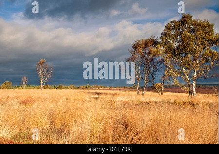 Gewitterhimmel über Grassand im Sommer Cannock Chase Country Park AONB (Gebiet von außergewöhnlicher natürlicher Schönheit) in Staffordshire UK Stockfoto