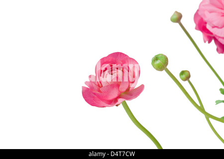 Rosa Pfingstrose Blüte und Knospen isoliert auf weiß Stockfoto