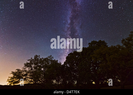 Nacht-Landschaft mit der Milchstraße über Eichen und Mesquite Bäume, Adamsville, Texas. Stockfoto