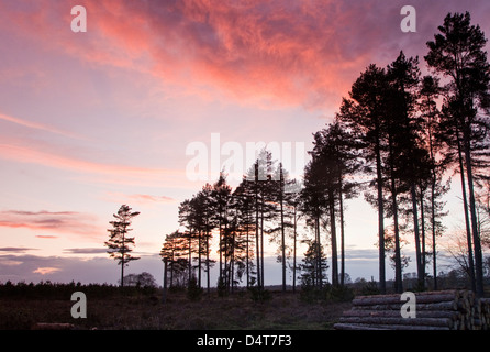 Twilight oder Dämmerung auf Cannock Chase Außergewähnliche natürliche Schönheit im Frühling Staffordshire Engalnd UK Stockfoto