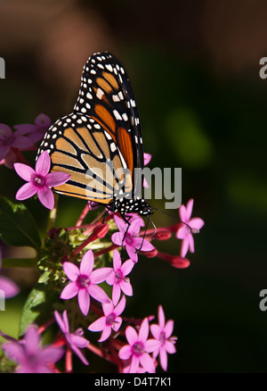 Monarchfalter (Danaus Plexippus) Fütterung auf Rosa Sterne Blumen Stockfoto