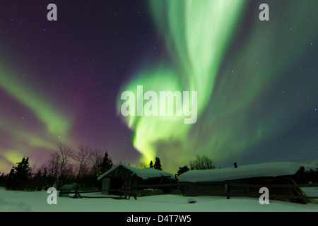 Aurora Borealis ergreift die Flucht in einer Blockhütte in Whitehorse, Yukon, Kanada. Stockfoto