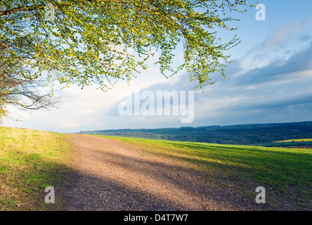 Schatten über Stilecop Field im frühen Morgenlicht Cannock Chase Gebiet von Außergewähnliche natürlicher Schönheit im Frühling Staffordshire UK Stockfoto