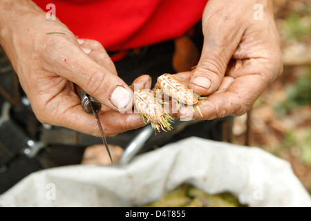 Pforzheim, Deutschland, Samen Sammler Kay Busemann in Saatgutpruefung Stockfoto