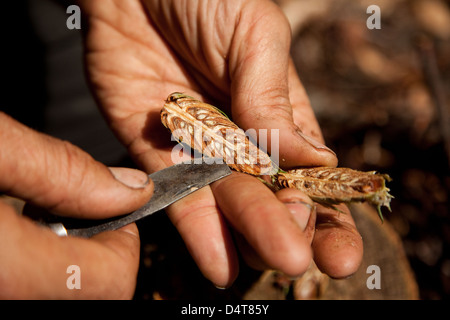 Pforzheim, Deutschland, Samen Sammler Kay Busemann in Saatgutpruefung Stockfoto