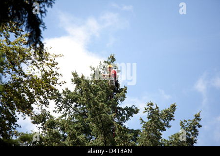 Pforzheim, Deutschland, Samen Sammler Kay Busemann bei der Arbeit Stockfoto