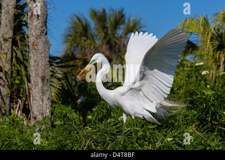 Silberreiher oder amerikanischen Silberreiher in Gatorland in Orlando Florida Stockfoto