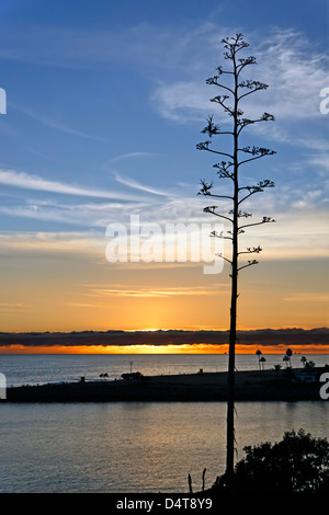 Silhouette der Baum bei Sonnenuntergang, Newport Beach, Kalifornien Stockfoto