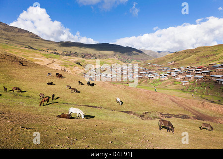 Herden Weiden in der Nähe des Dorfes Arkwasiye im Hochland von Äthiopien Stockfoto