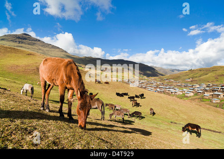 Herden Weiden in der Nähe des Dorfes Arkwasiye im Hochland von Äthiopien Stockfoto