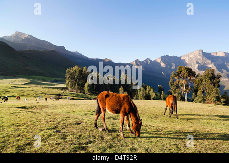 Herden Weiden in der Nähe des Dorfes Amiwalka im Hochland von Äthiopien Stockfoto