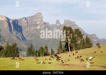 Herden Weiden in der Nähe des Dorfes Amiwalka im Hochland von Äthiopien Stockfoto