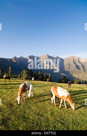 Herden Weiden in der Nähe des Dorfes Amiwalka im Hochland von Äthiopien Stockfoto