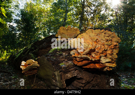 Eine extrem große Exemplar Huhn der Wald Pilz (Laetiporus Sulphureus) auf einen umgestürzten Baumstamm in Clumber Park wächst Stockfoto